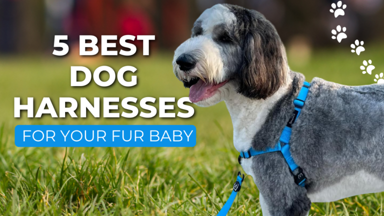 5 Best Dog Harnesses for Your Fur Baby