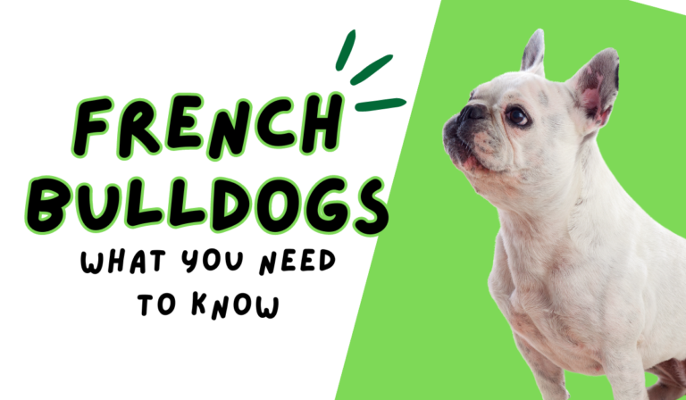 French Bulldog: What You Need to Know