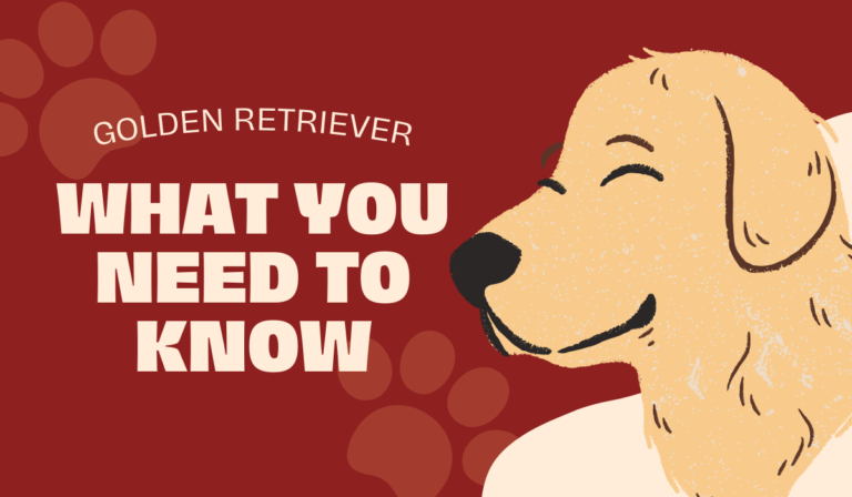 Golden Retriever: What You Need to Know