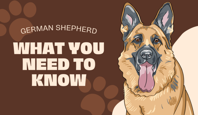 German Shepherd: What You Need to Know