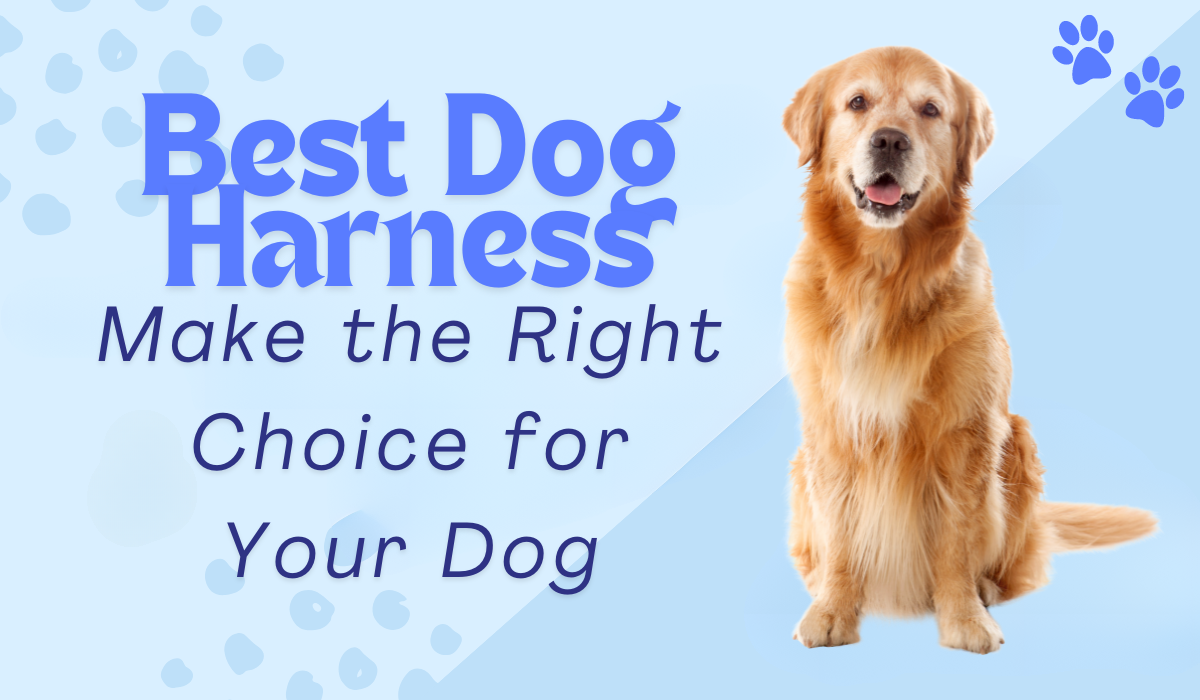 Best Dog Harness